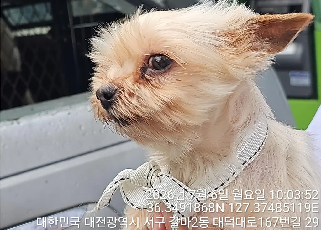 요크셔 테리어 보호중 사진