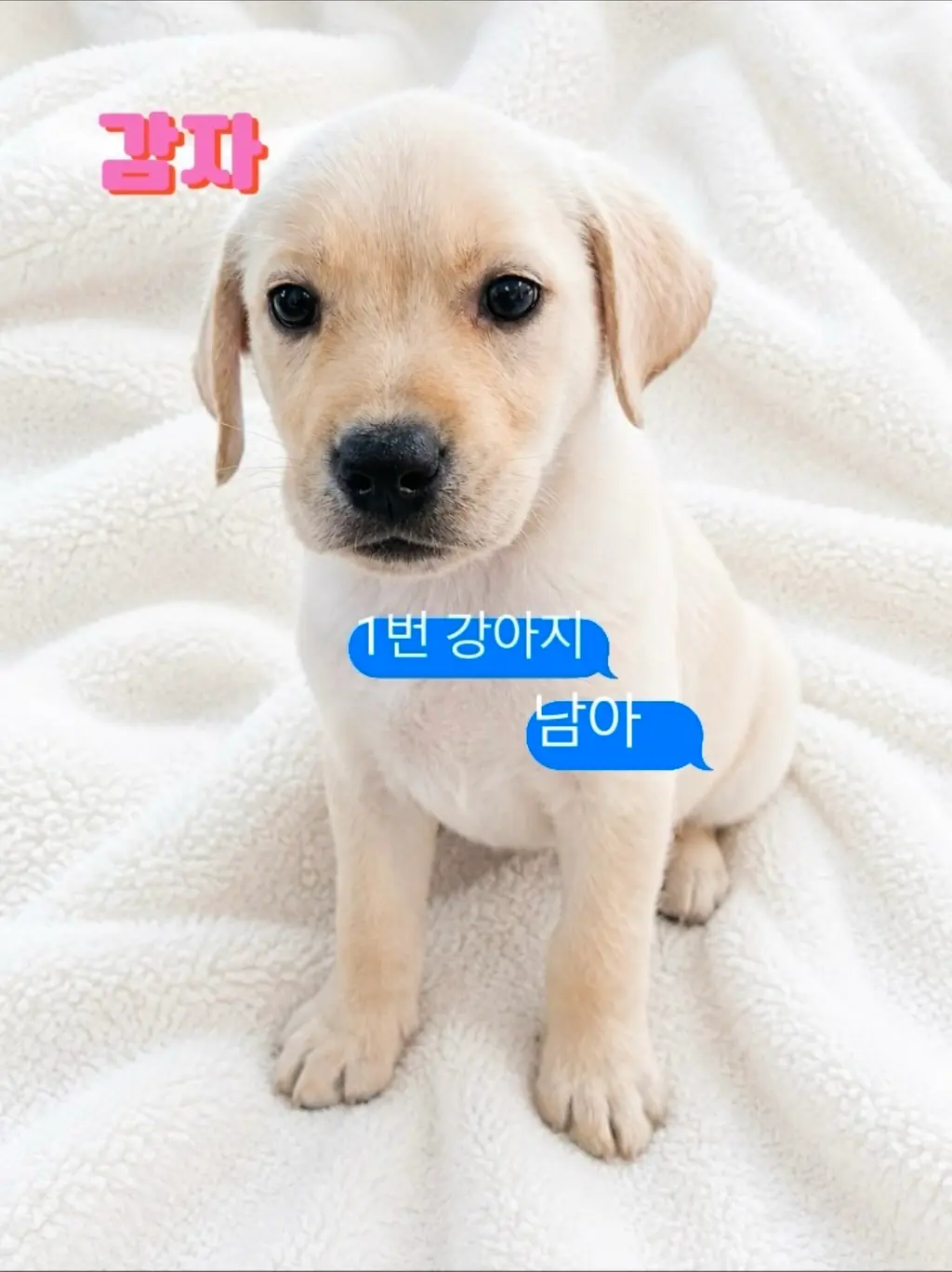 라브라도 리트리버 보호중 사진