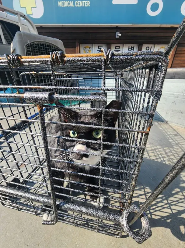 한국 고양이 보호중 사진