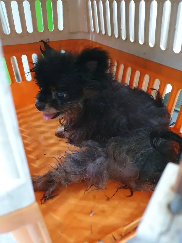 포메라니안 보호중 사진