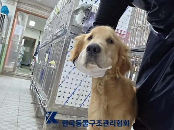 골든 리트리버 보호중 사진