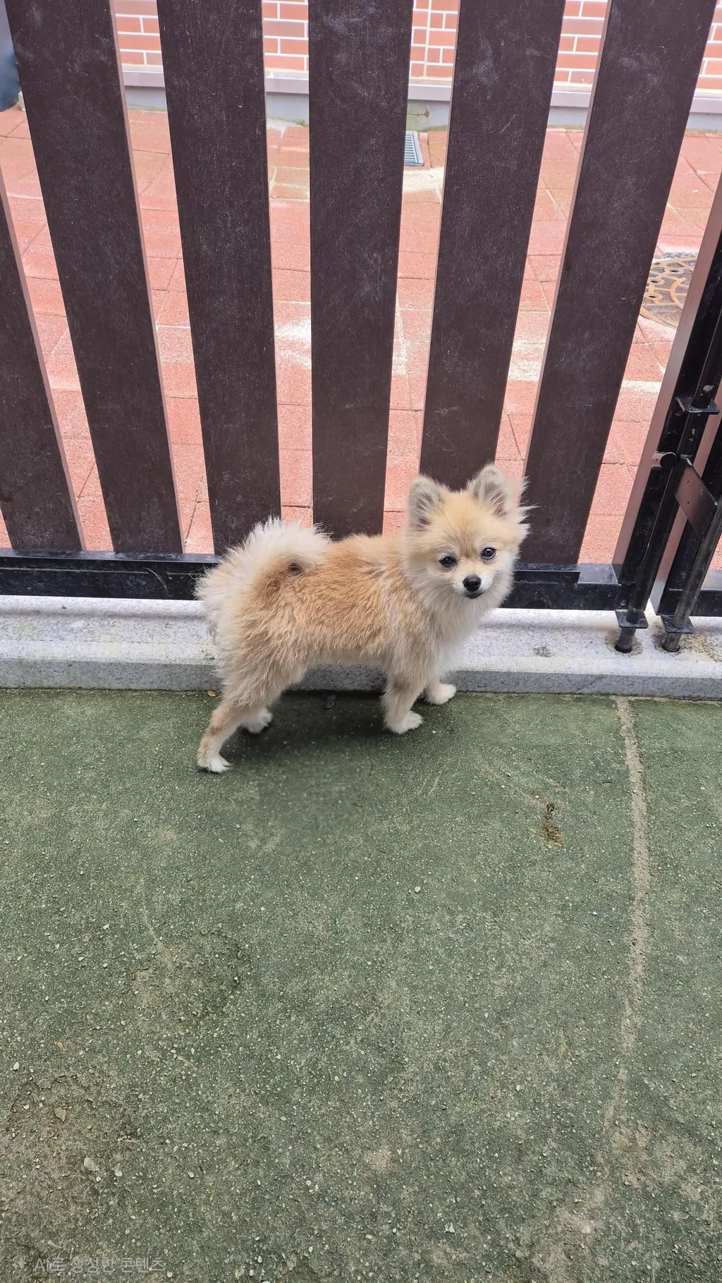포메라니안 보호중 사진