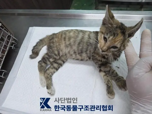 한국 고양이 보호중 사진