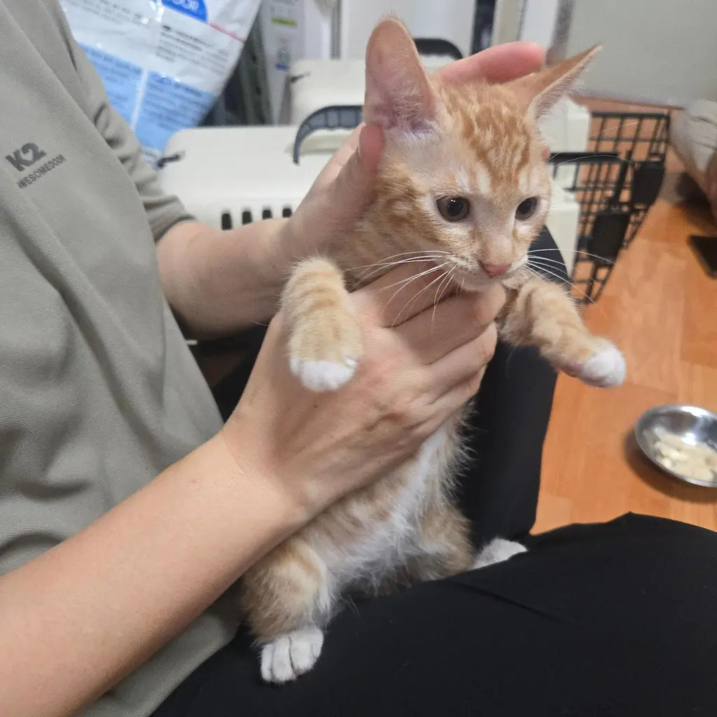 한국 고양이 보호중 사진