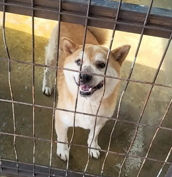 믹스견 보호중 사진