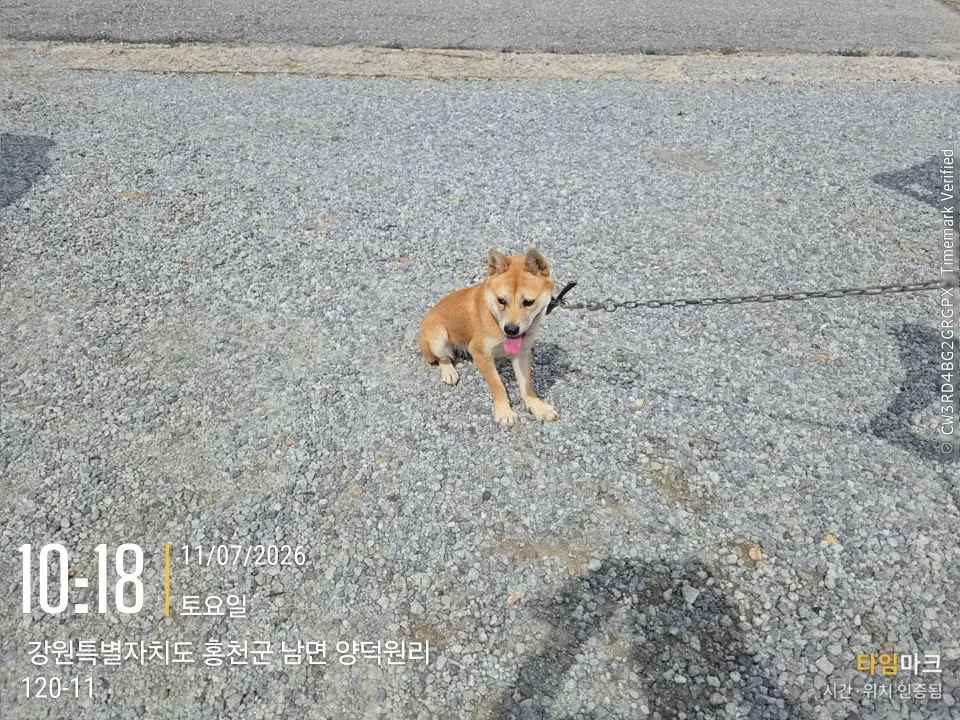 믹스견 보호중 사진