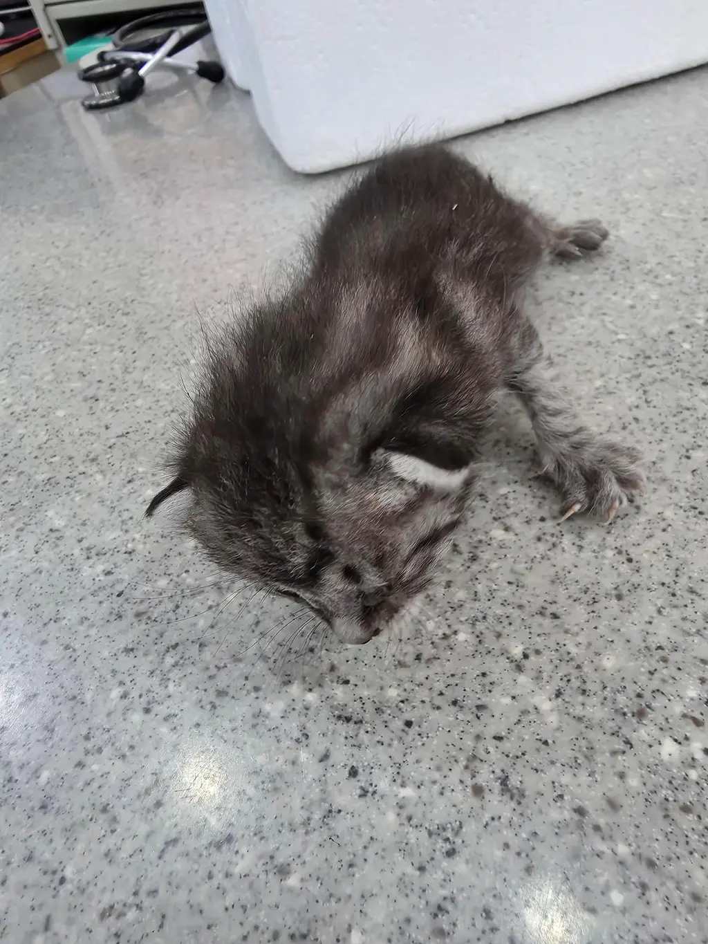 한국 고양이 보호중 사진