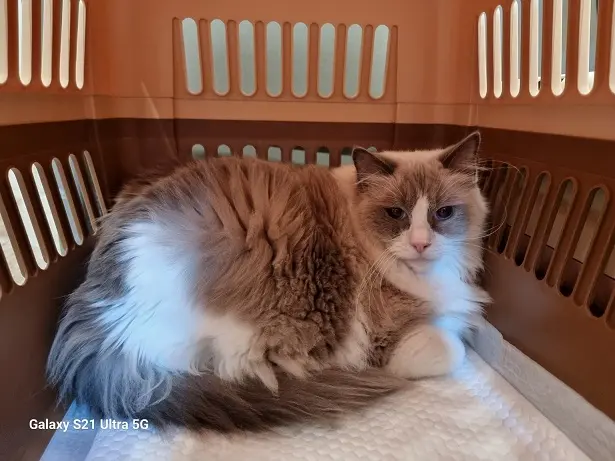 레그돌 보호중 사진