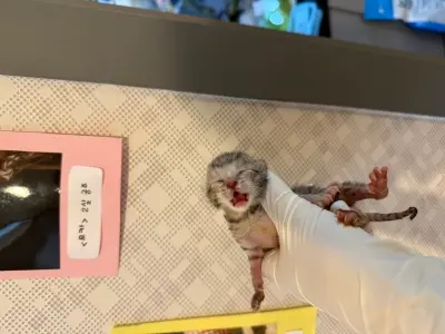 믹스묘 보호중 사진