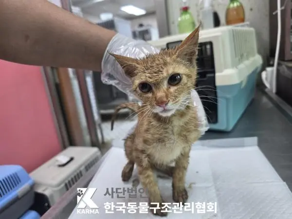 한국 고양이 보호중 사진