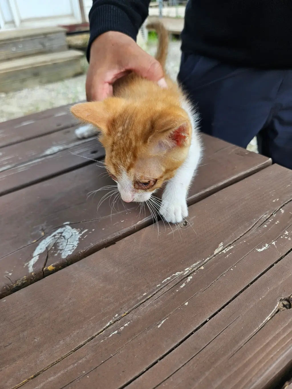 한국 고양이 보호중 사진