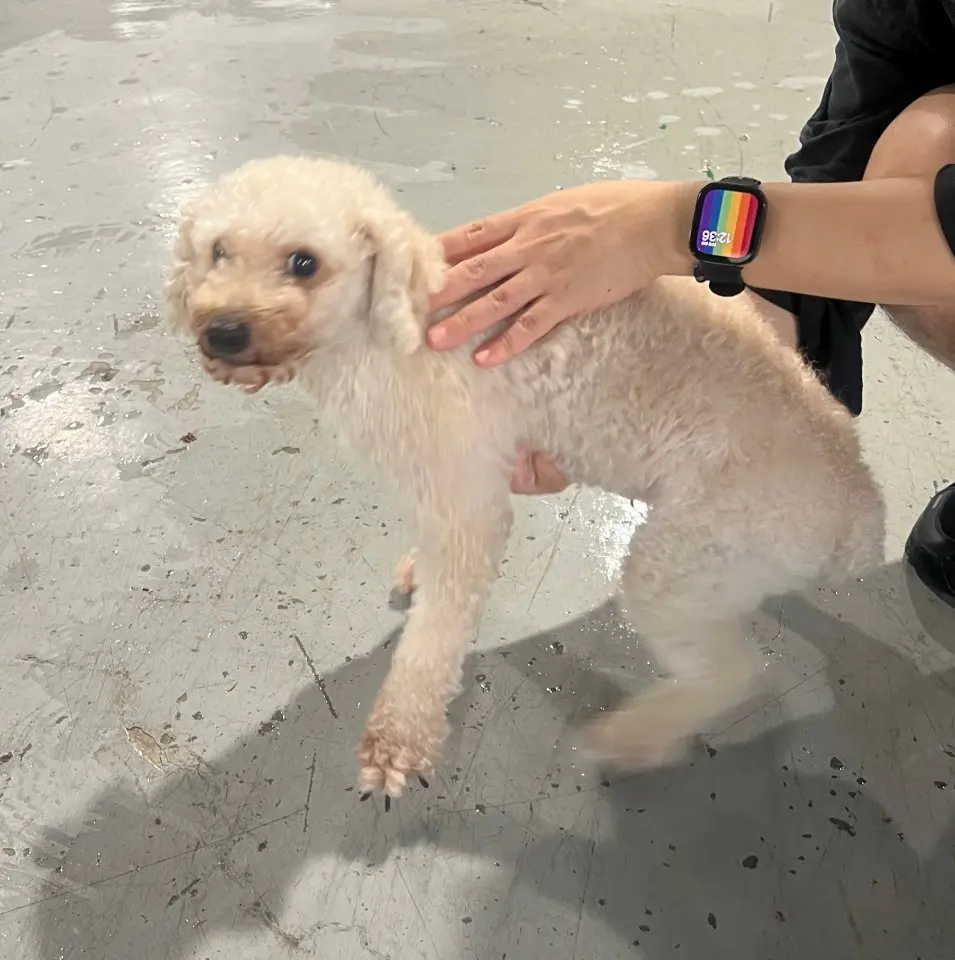 푸들 보호중 사진