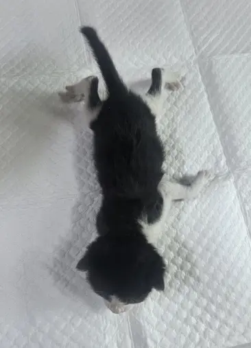 한국 고양이 보호중 사진