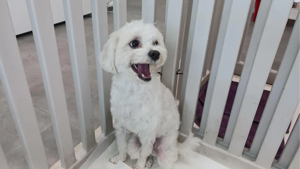 믹스견 보호중 사진