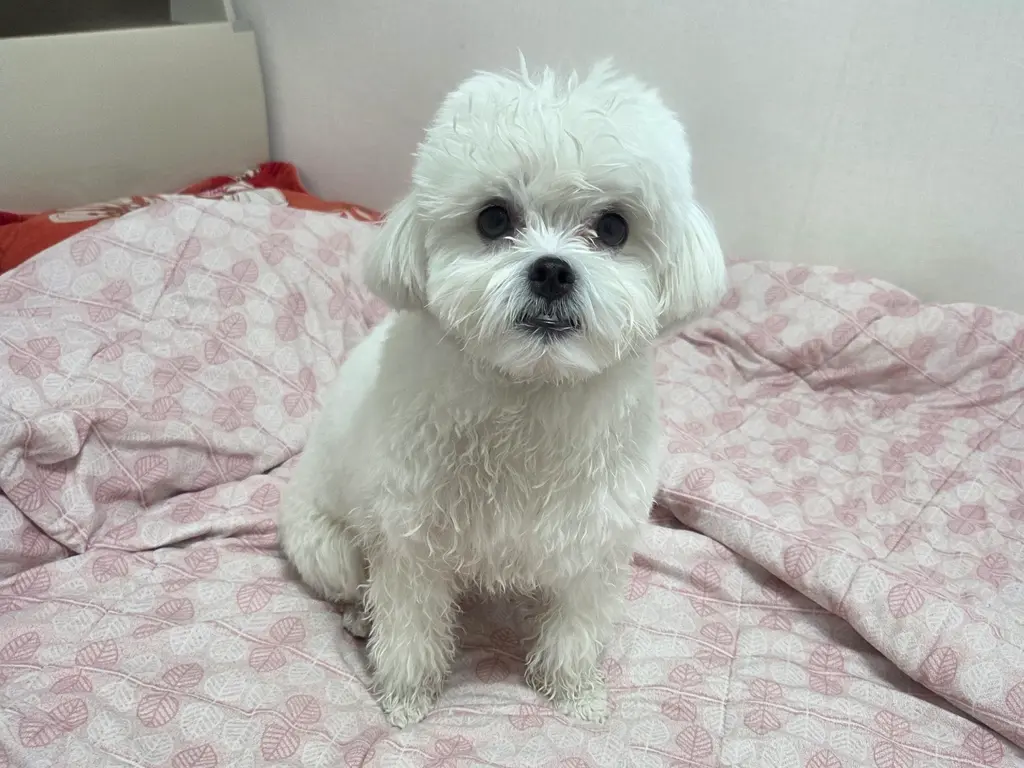 기타 보호중 사진