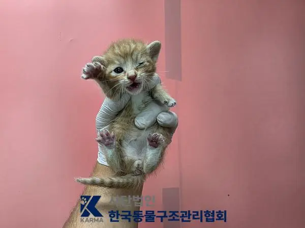 한국 고양이 보호중 사진