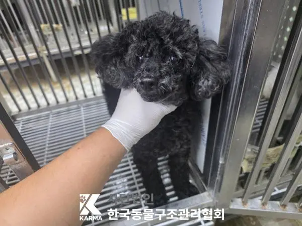 푸들 보호중 사진