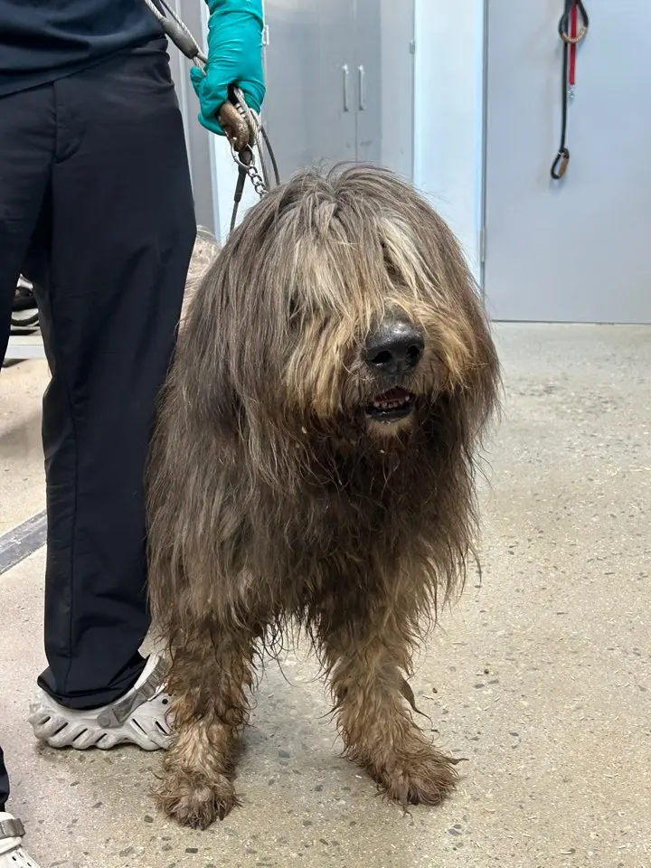 삽살개 보호중 사진