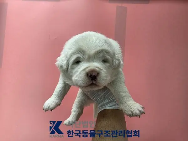 믹스견 보호중 사진
