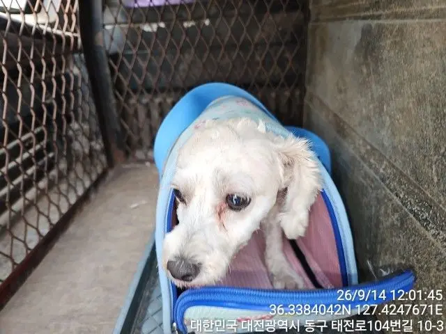 말티즈 보호중 사진