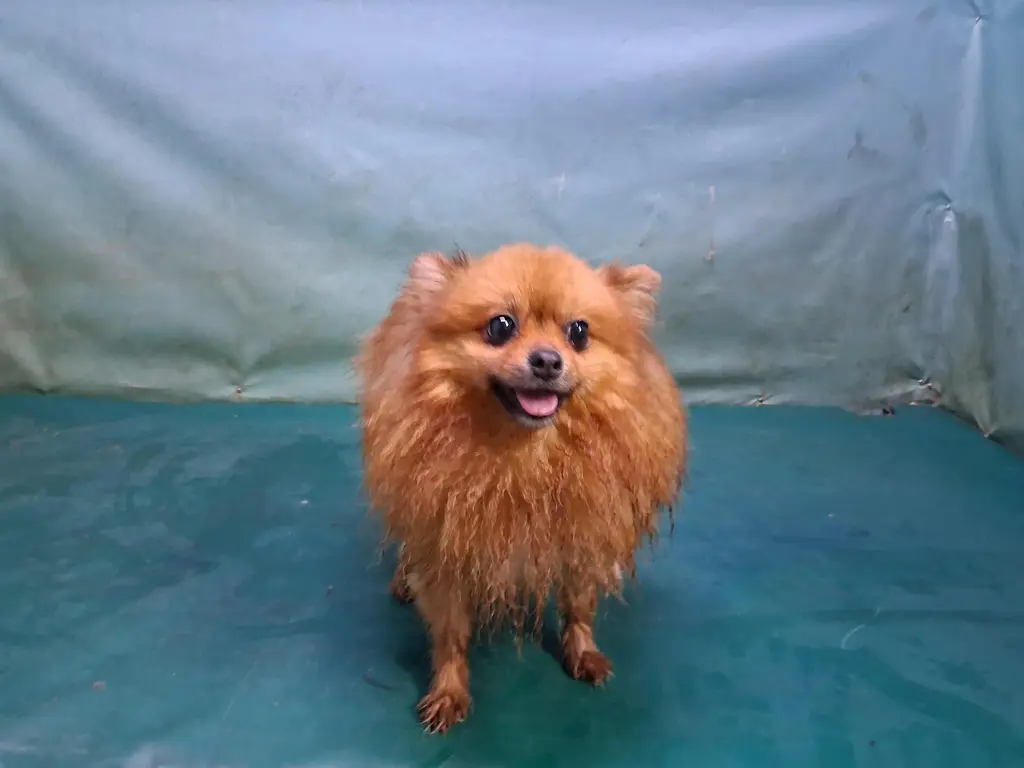포메라니안 보호중 사진