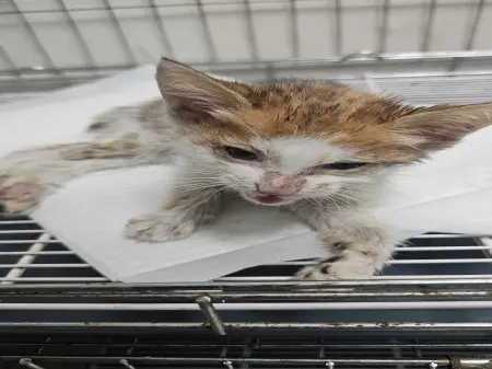한국 고양이 보호중 사진