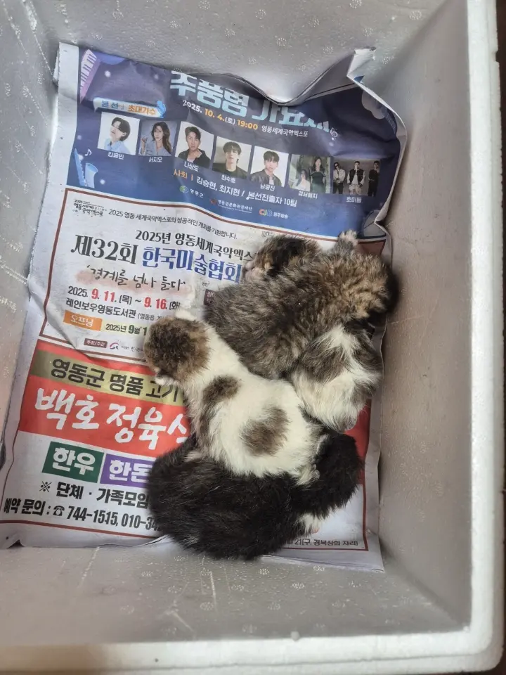 한국 고양이 보호중 사진