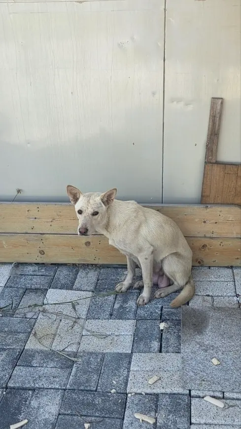 진도견 보호중 사진