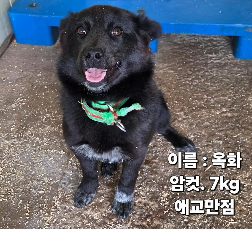 믹스견 보호중 사진