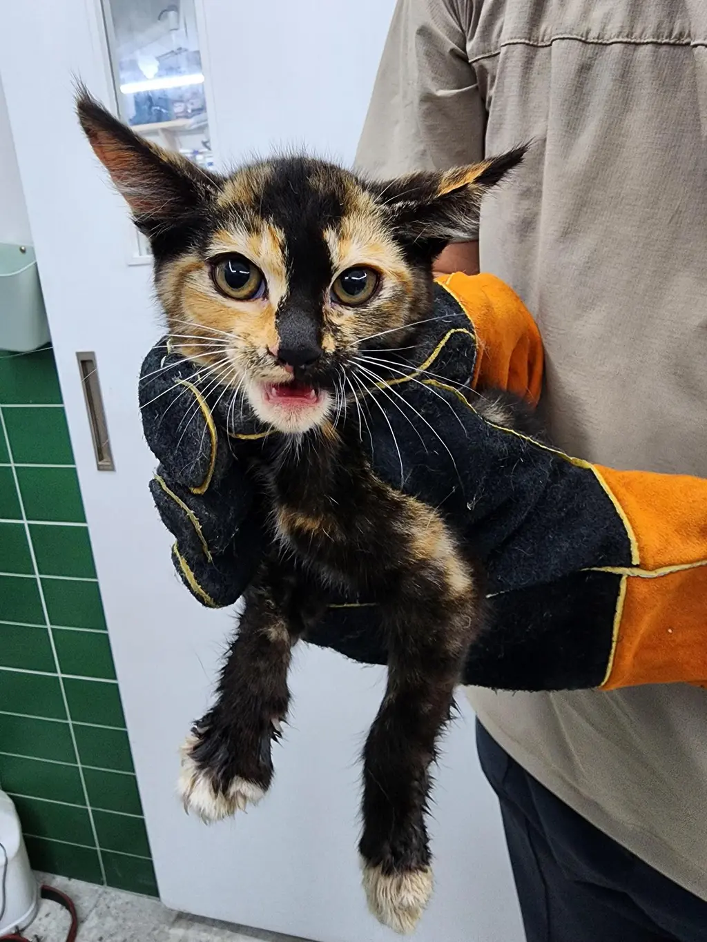 한국 고양이 보호중 사진