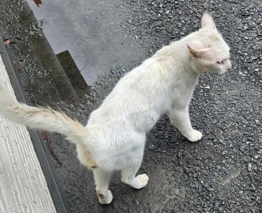 한국 고양이 보호중 사진