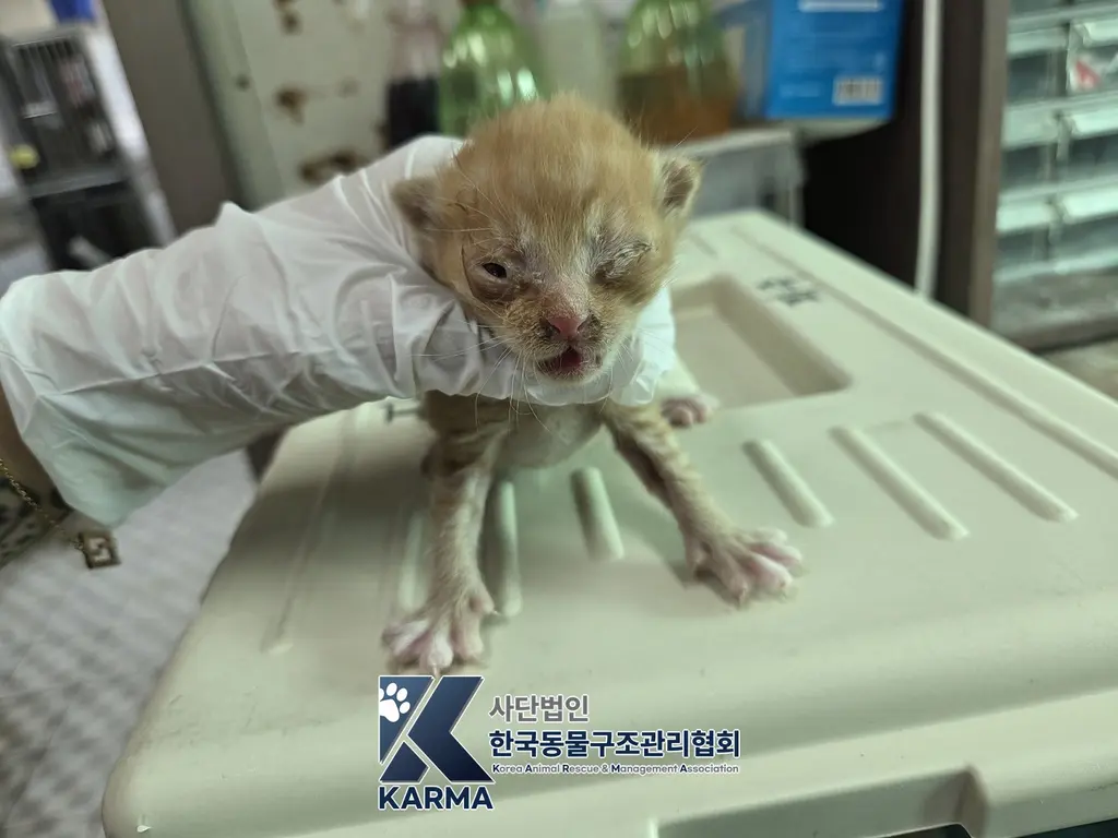 한국 고양이 보호중 사진