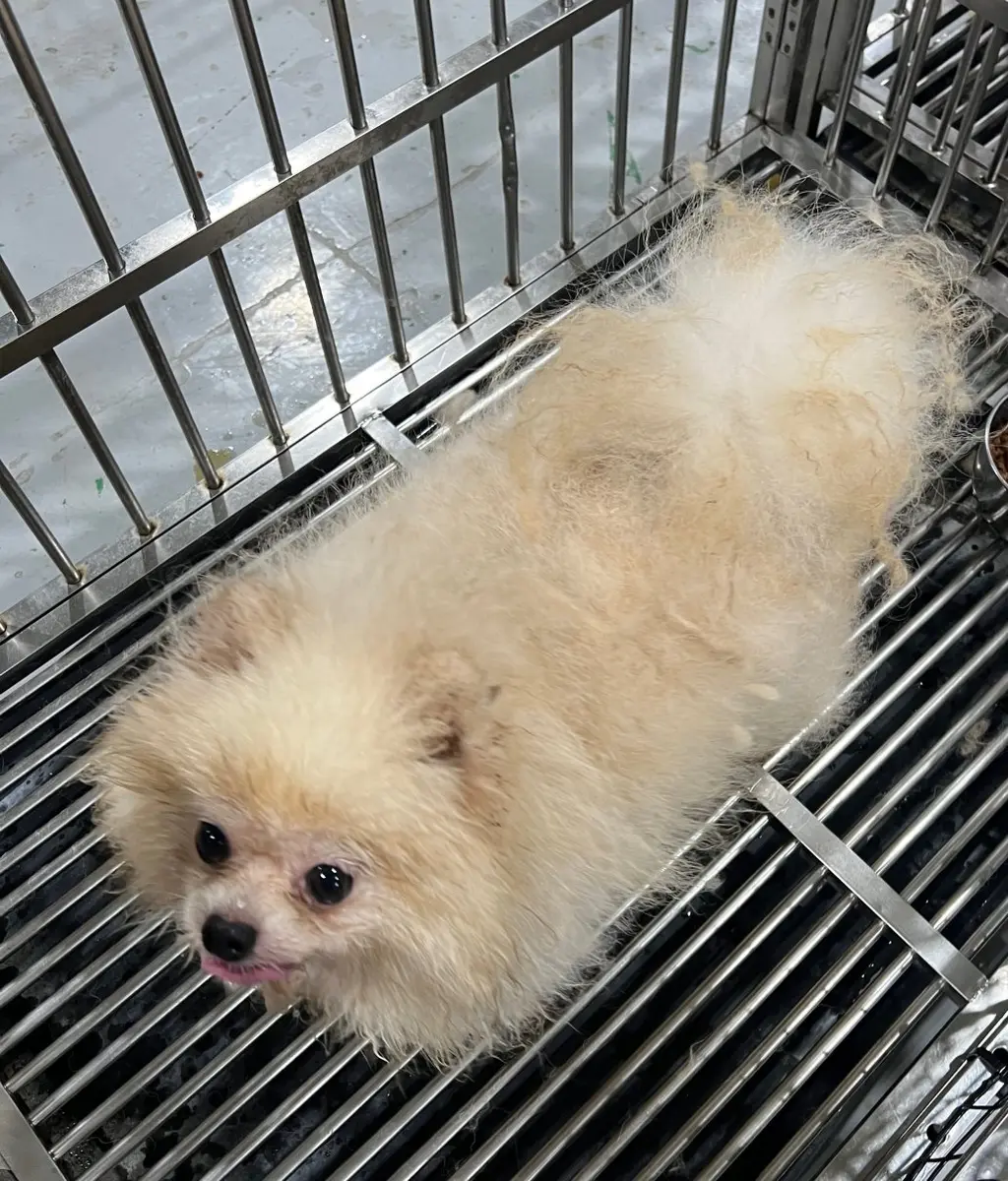 포메라니안 보호중 사진