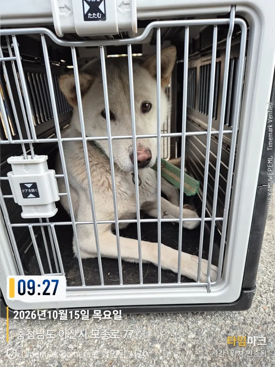 믹스견 보호중 사진