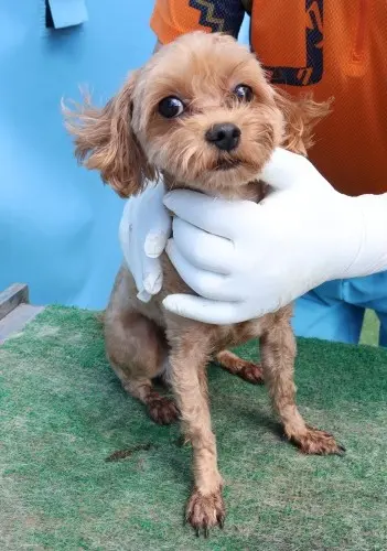 말티즈 보호중 사진