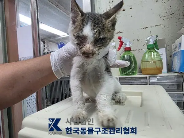 한국 고양이 보호중 사진