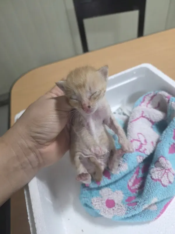 한국 고양이 보호중 사진
