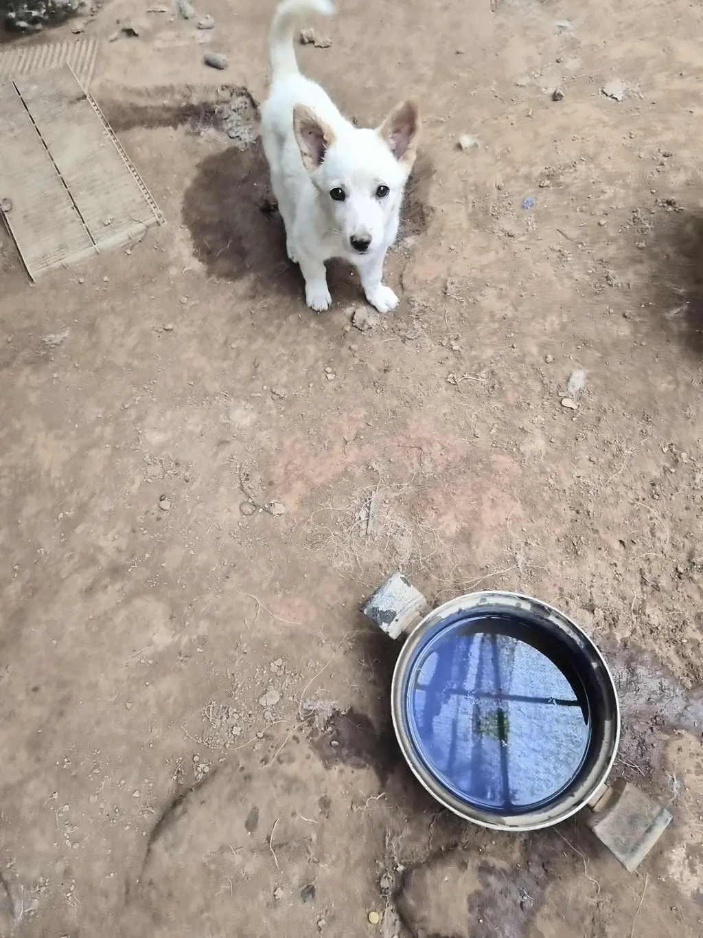 믹스견 보호중 사진