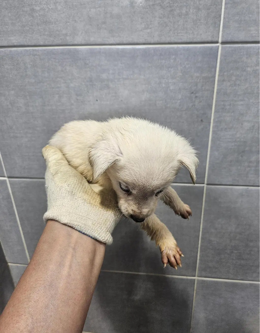 믹스견 보호중 사진