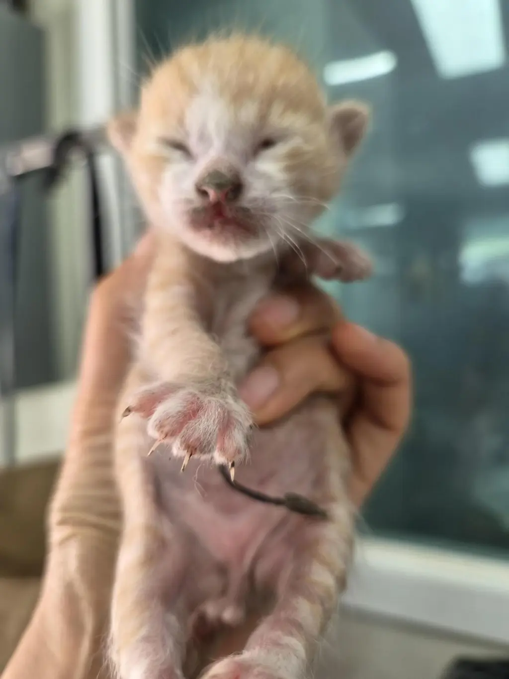 한국 고양이 보호중 사진
