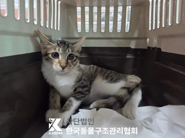 한국 고양이 보호중 사진