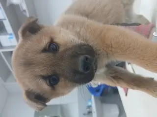 믹스견 보호중 사진