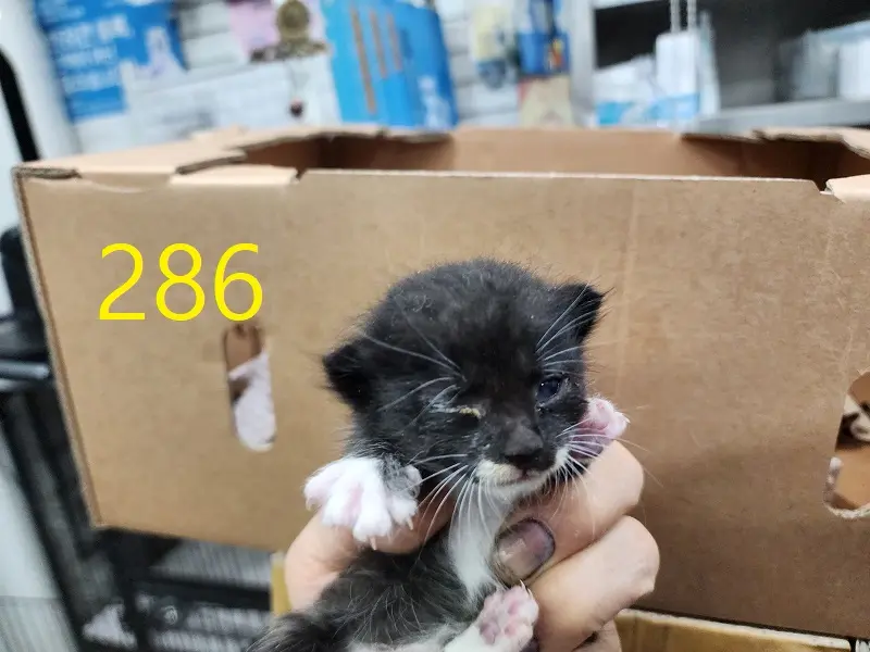 한국 고양이 보호중 사진