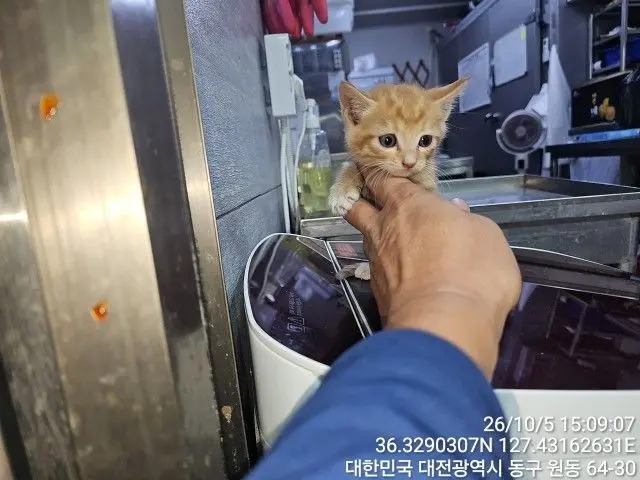 한국 고양이 보호중 사진