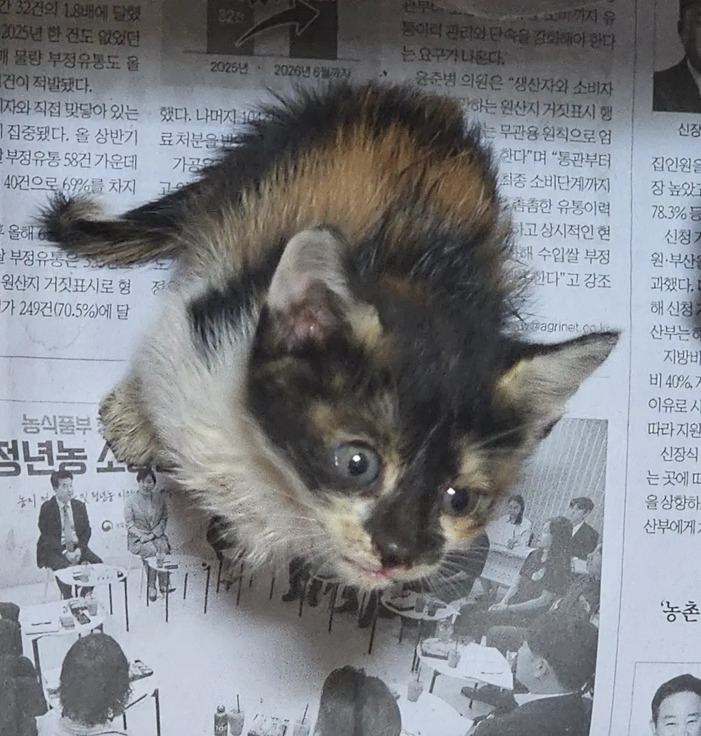 한국 고양이 보호중 사진