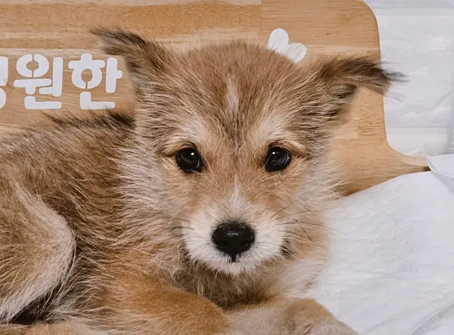 믹스견 보호중 사진