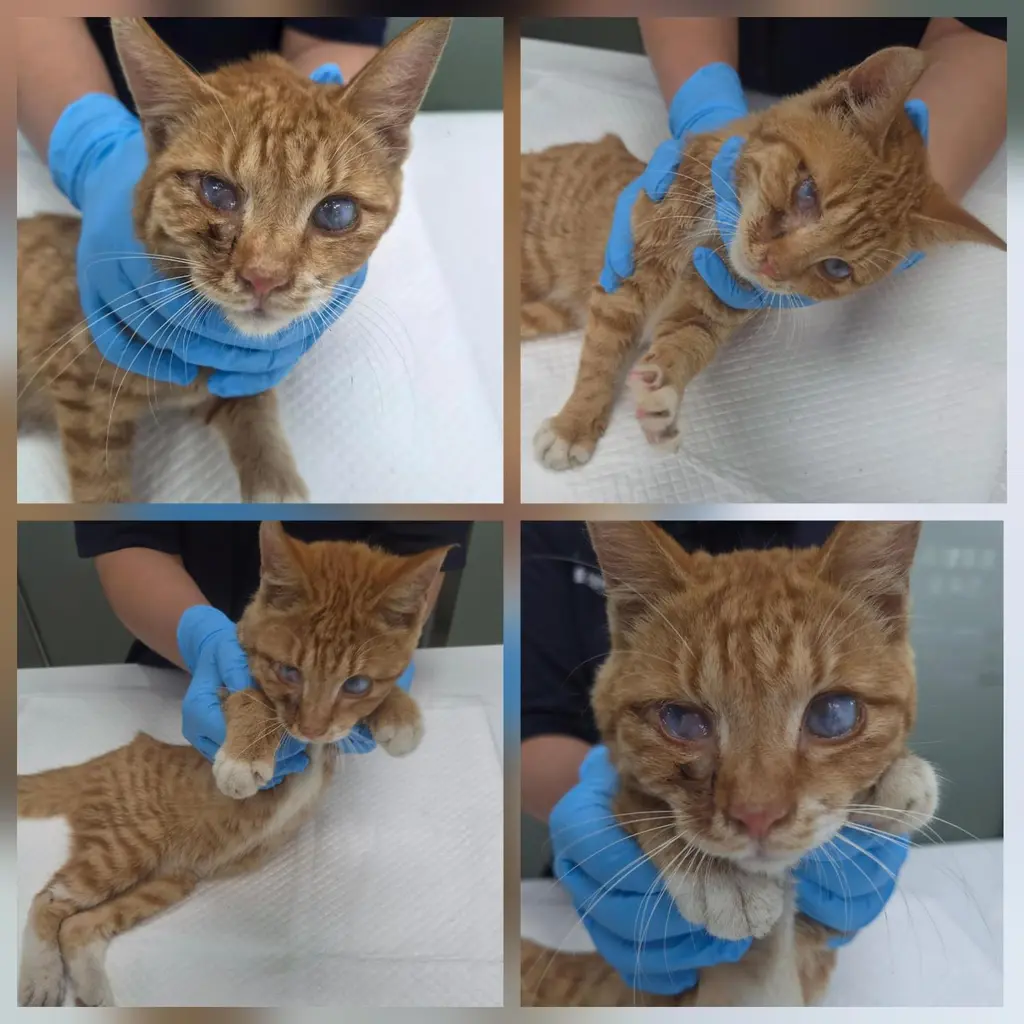 한국 고양이 보호중 사진