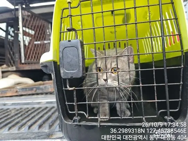 브리티시 쇼트헤어 보호중 사진