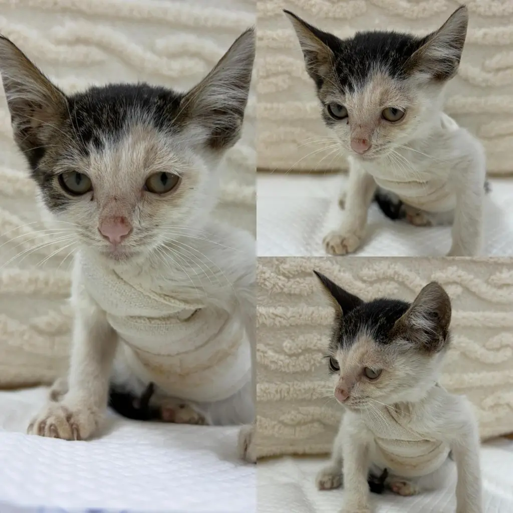 한국 고양이 보호중 사진