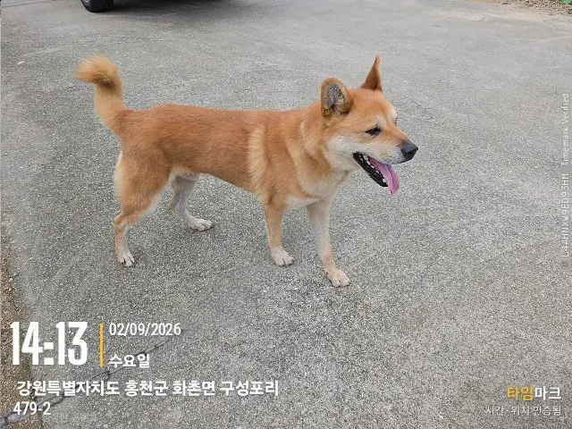믹스견 보호중 사진